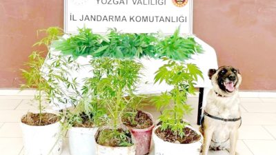 Yozgat İl Jandarma Komutanlığı, 1-31 Temmuz 2024 tarihleri arasında gerçekleştirdiği