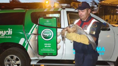 Uzunlu Kasabası’nda Devriye Gezen Jandarma Ekipleri Yaralı Şahini Kurtarıp Doğa