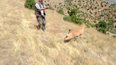 Kazankaya Kanyonu’na 5 Dağ Keçisi Bırakıldı: Doğa Koruma ve Milli
