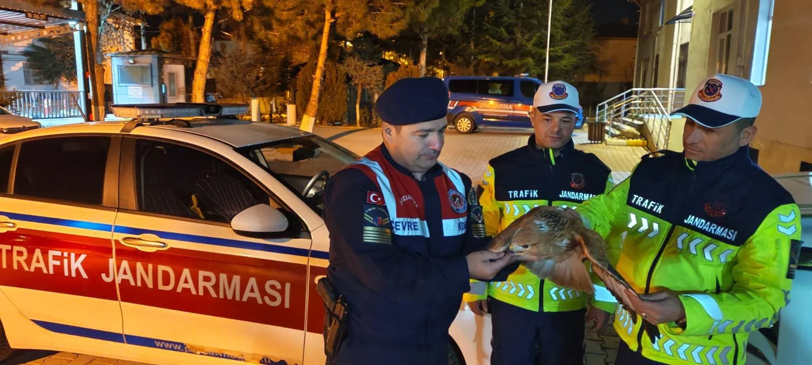 Yozgat-Boğazlıyan yolunda yapılan trafik uygulaması sırasında yaralı bir Kızıl Kuyruklu