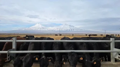 Tarım ve Orman Bakanlığı, hayvancılık sektörünü desteklemek amacıyla “Kırsalda Bereket,