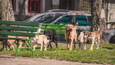 Boğazlıyan Kaymakamlığı, sahipli ve sahipsiz sokak köpeklerinin tespiti için çalışma