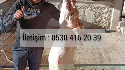Boğazlıyan Ovakent Kasabasında faaliyet gösteren Zafer Adakçılık, müşterilerine uygun fiyatlarla
