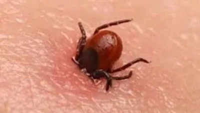 Ovakent Keldağ mevkiinde artan kene vakaları nedeniyle vatandaşlara dikkatli olunması