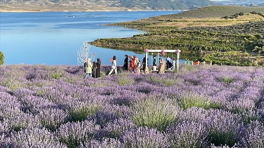 Yozgat’ın Çekerek ilçesinde yer alan Lavanta Adası, mor lavanta tarlaları