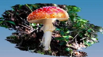 Yozgat Valiliği, doğada yetişen mantarların zehirli olabileceği konusunda uyarıda bulundu;