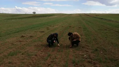 Boğazlıyan İlçe Tarım Müdürlüğü, Zabrus zararlısına karşı ekin üreticilerini uyararak,