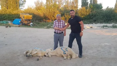 Özer Hayvancılık, küçükbaş kurbanlık satışlarına devam ediyor, Genco Özer ve