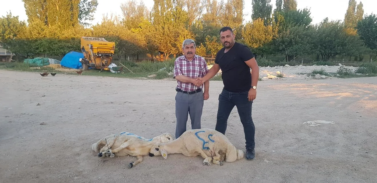 Özer Hayvancılık, küçükbaş kurbanlık satışlarına devam ediyor, Genco Özer ve