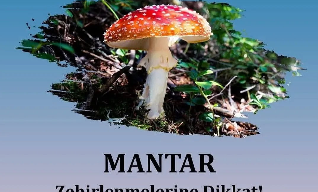 Yozgat Valiliği, doğada yetişen mantarların zehirli olabileceği konusunda vatandaşları uyardı