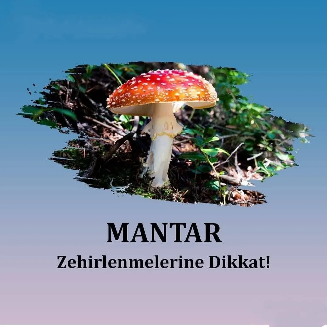 Yozgat Valiliği, doğada yetişen mantarların zehirli olabileceği konusunda vatandaşları uyardı