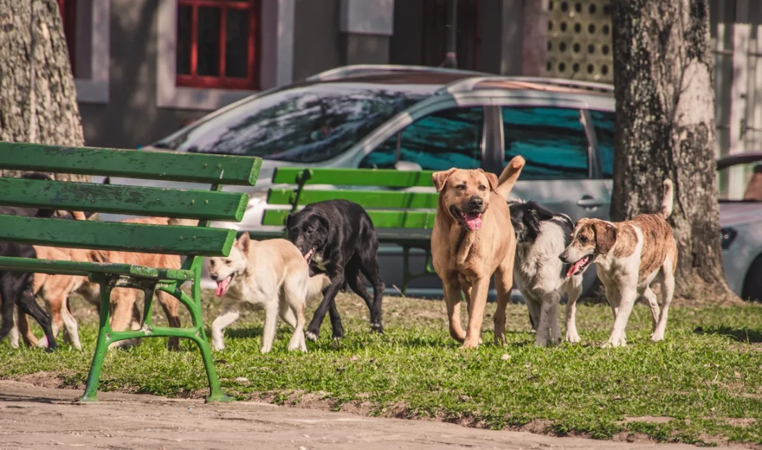 Başkan Mustafa Parlak, sahipsiz köpeklerin kısırlaştırma, kuduz ve uyuz aşılarını