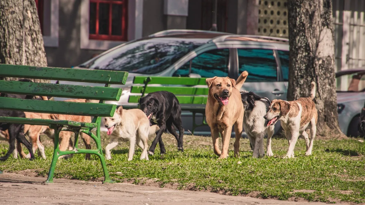 Başkan Mustafa Parlak, sahipsiz köpeklerin kısırlaştırma, kuduz ve uyuz aşılarını