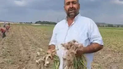 Boğazlıyan’da Sönmezler Tarım, yerli mor sarımsak hasadını tamamladı; kaliteli ürünler