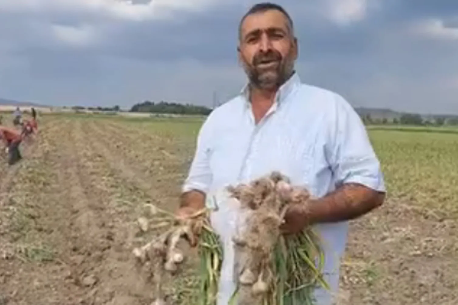 Boğazlıyan’da Sönmezler Tarım, yerli mor sarımsak hasadını tamamladı; kaliteli ürünler