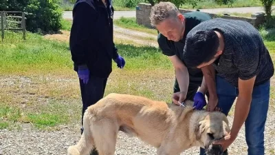 Boğazlıyan Kaymakamlığı, sahipli hayvanların kuduz aşısı ve mikroçiple kayıt işlemlerinin
