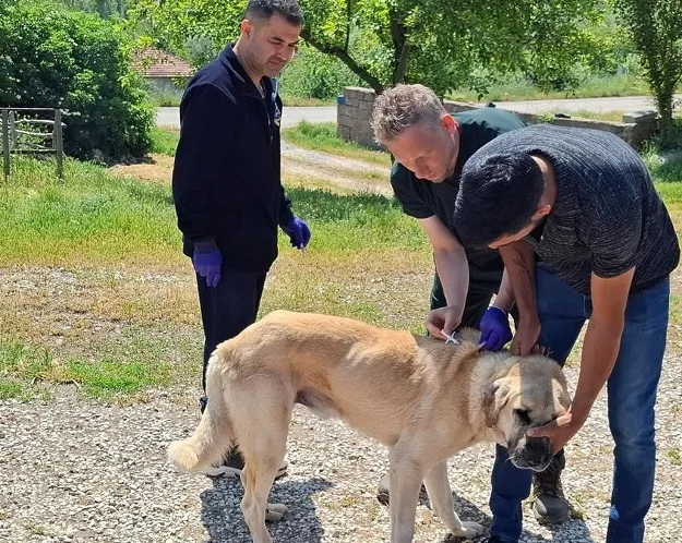 Boğazlıyan Kaymakamlığı, sahipli hayvanların kuduz aşısı ve mikroçiple kayıt işlemlerinin