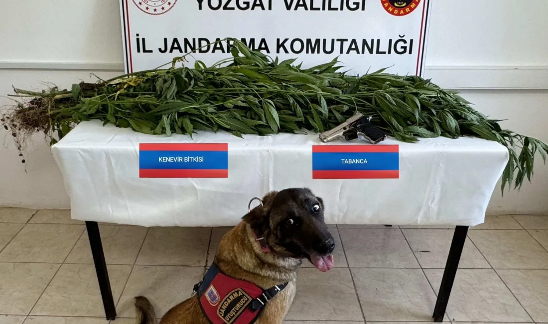 Yozgat'ın Çekerek ilçesinde bir ikamette yapılan aramada 14 kök kenevir