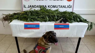 Yozgat'ın Çekerek ilçesinde bir ikamette yapılan aramada 14 kök kenevir