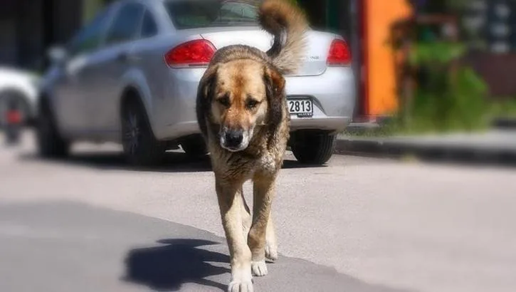 Yozgat'ın Yenifakılı ilçesinde başıboş bırakılan 2 köpek, köy sakinlerinde paniğe