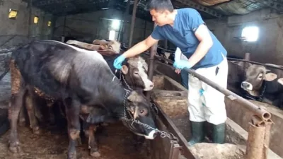 Yozgat’ta şap hastalığına karşı başlatılan aşılama kampanyasında 155 binden fazla