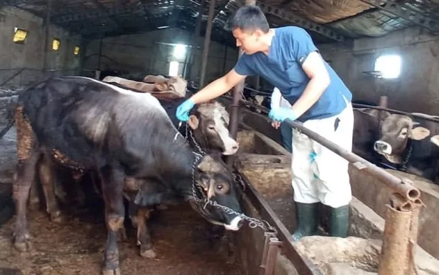 Yozgat’ta şap hastalığına karşı başlatılan aşılama kampanyasında 155 binden fazla