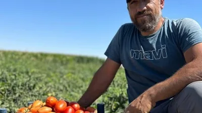 Boğazlıyan’da 2025 domates hasadı başladı. Çelik Turhal’ın doğal ve etli