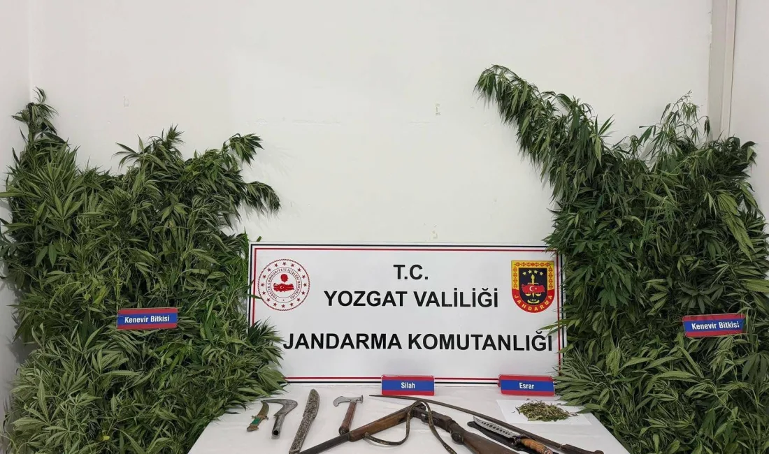 Yozgat’ın Sarıkaya ilçesinde yasa dışı kenevir eken bir şahsın evine
