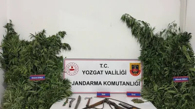 Yozgat’ın Sarıkaya ilçesinde yasa dışı kenevir eken bir şahsın evine