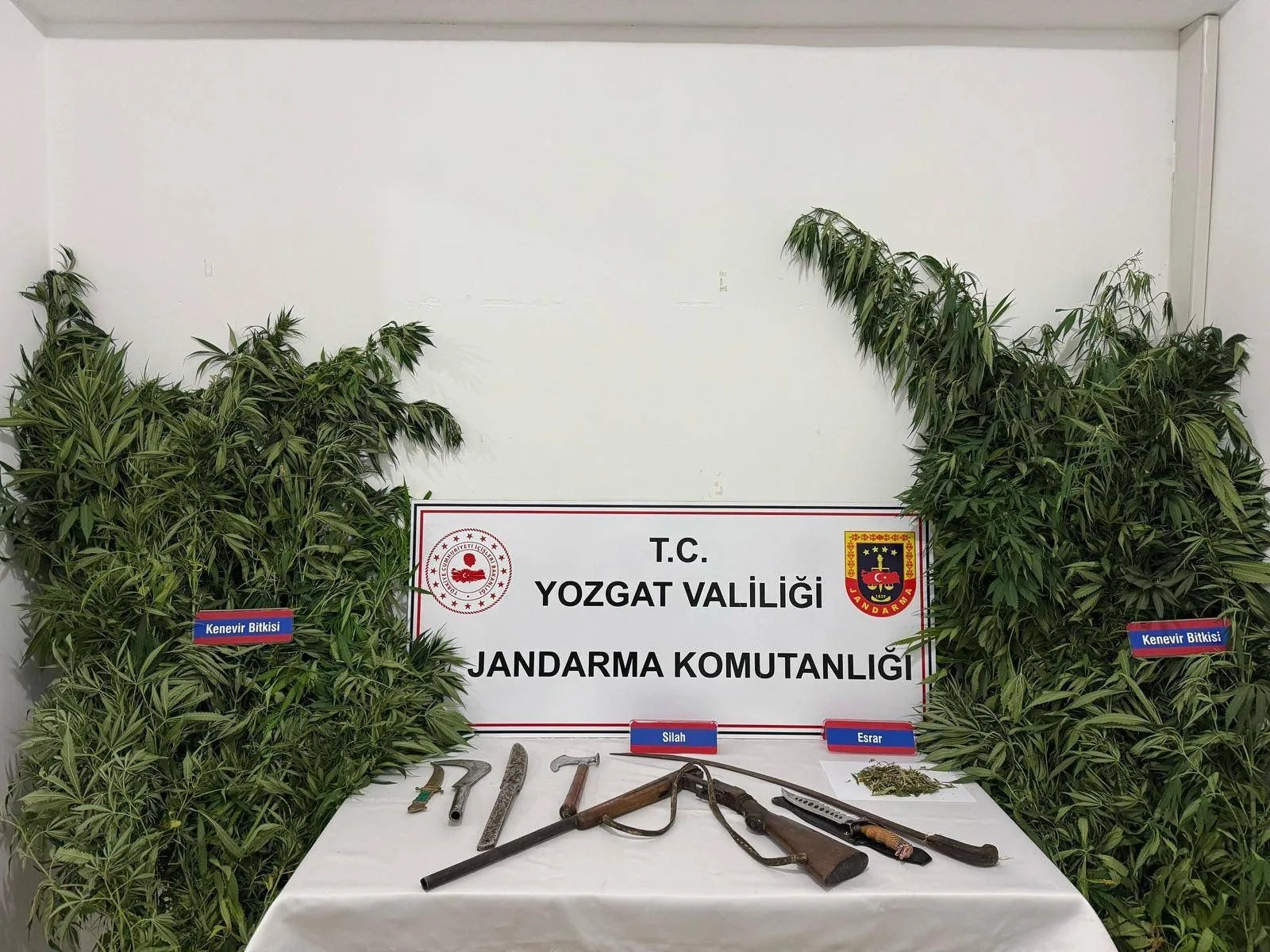 Yozgat’ın Sarıkaya ilçesinde yasa dışı kenevir eken bir şahsın evine