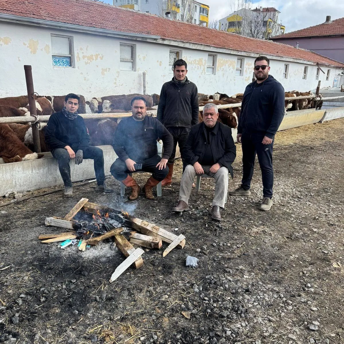Erdemler Tarım ve Hayvancılık, günlük doğal camız sütü, inek sütü