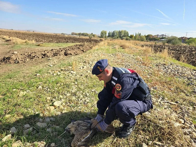 Yorgun Şahin Koruma Altına Alındı Boğazlıyan İlçe Jandarma Komutanlığı ekipleri devriye sırasında bitkin halde bir
