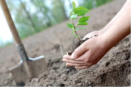 Boğazlıyan Cumhuriyet Başsavcısı Fatih Soydoğan, 11 Kasım Milli Ağaçlandırma Günü