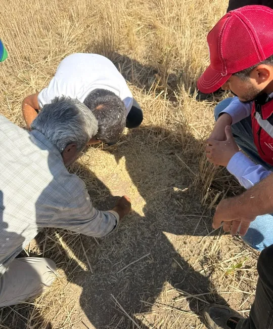 Boğazlıyan İlçe Tarım ve Orman Müdürlüğü ekipleri, arpa ve buğday