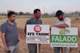 Boğazlıyan'da Alfa Tohum'un Falado ekmeklik buğday çeşidinin hasadı gerçekleştirilirken, üretici