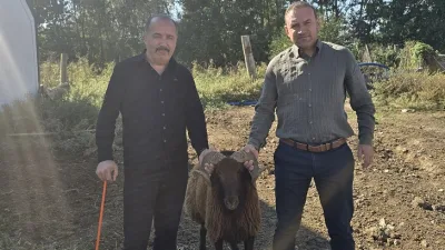 Boğazlıyanlı hayvan yetiştiricisi Kadir Sarpdağ, sürüsüne kattığı damızlık kara koyunlarla